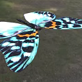 Mountain longan firefly moth butterfly biological insect 3d model