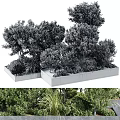 Lush Bonsai Potted Plants With Diverse Green Foliage In Concrete Planters For Garden Design