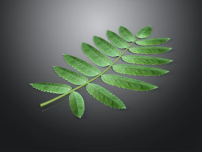 Lush Green Compound Leaf Plant Organ With Feathery Leaflets On Dark Background 3d model