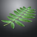 Lush Green Compound Leaf Plant Organ With Feathery Leaflets On Dark Background