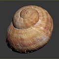 Vibrant Aquatic Animal Shell With Orange Pink Stripes And Textured Surface On Dark Reflective Background