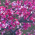 Garden Landscape With Pink Flowering Trees And White Trunks Featuring Human Silhouette