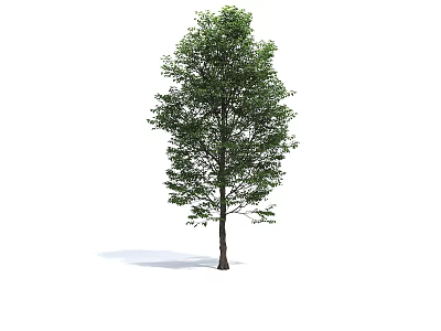 Arbor With Lush Green Leaves Straight Trunk And Isolated On White 3d model