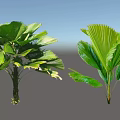 Lush Green Shrubs With Fan Shaped Leaves For Tropical Garden Decoration