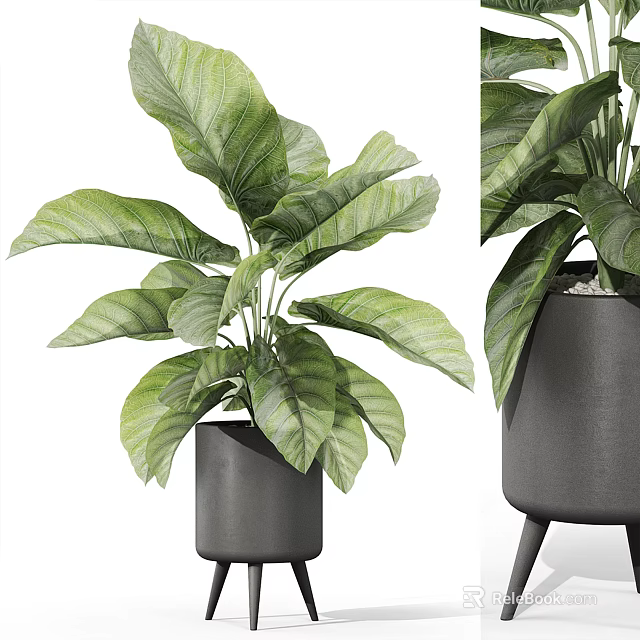 Green Large Leaf Potted Plant in Black Cylindrical Pot with Legs for Indoor Decoration 3d model 