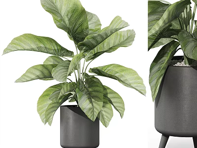 Green Large Leaf Potted Plant in Black Cylindrical Pot with Legs for Indoor Decoration 3d model