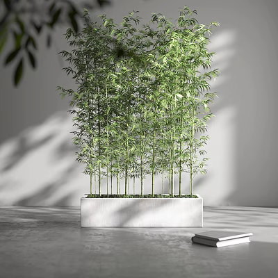 Tall Bamboo Bonsai Potted Plant in White Rectangular Planter Modern Interior Gray Wall Soft Shadow 3d model