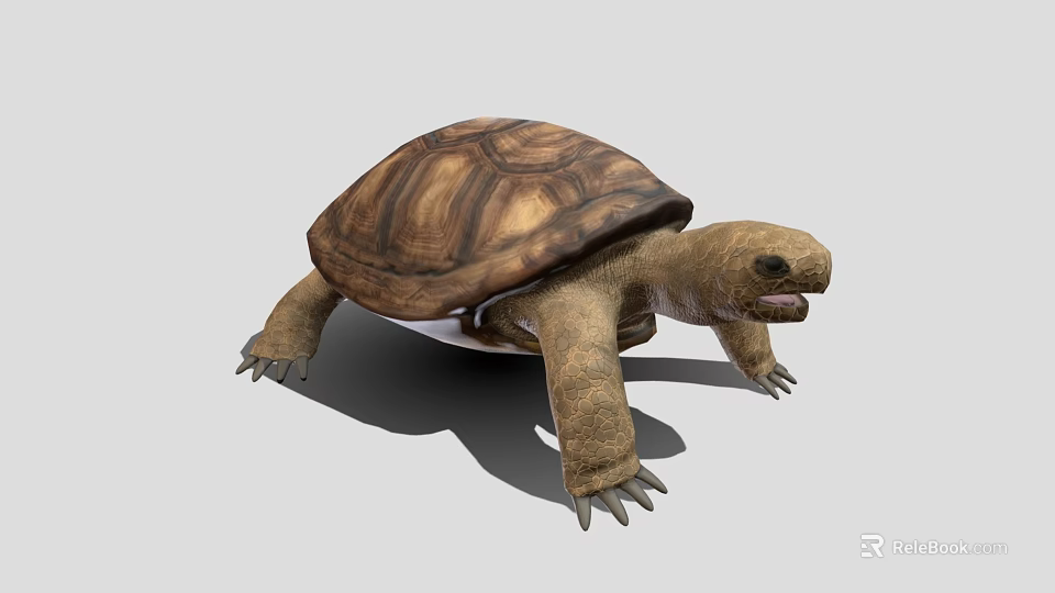 Realistic Tortoise With Brown Textured Shell On Gray Background 3d model 