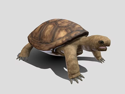 Realistic Tortoise With Brown Textured Shell On Gray Background 3d model