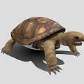 Realistic Tortoise With Brown Textured Shell On Gray Background 3d model