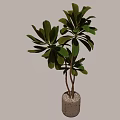 Indoor Large Potted Plant With Green Leaves And Brown Trunks In Textured Gray Pot