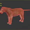 Realistic Lioness 3D Model With Orange Brown Fur Standing On Gray Gradient Background 3d model