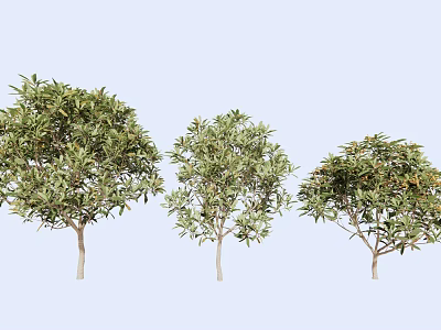 Three Arbor Trees With Lush Green Foliage And Varied Canopy Shapes 3d model