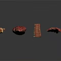 Organ and Hair Biological Specimens Showing Different Structural Characteristics