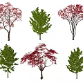 Diverse Arbor Varieties with Green Red and Pink Foliage for Landscaping