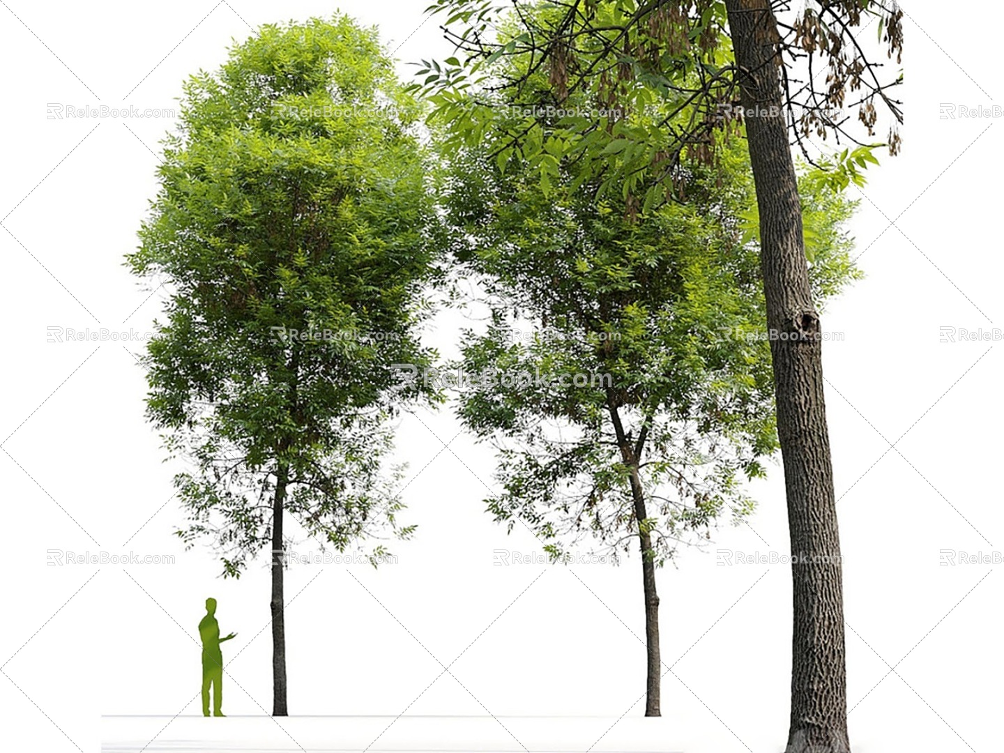 Ash tree Landscape tree Arbor tree 3d model