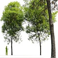 Ash tree Landscape tree Arbor tree 3d model