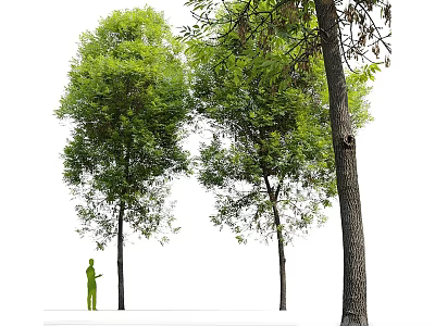 Tall Shade Trees Standing With Lush Green Foliage And Thick Trunks Beside Human Figure 3d model