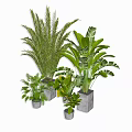 Bonsai Potted Plants With Various Green Leafy Species And Decorative Pots