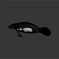 3D Rendered Manatee With Smooth Black Body And Flippers Underwater Creature Model