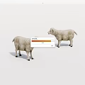 Two Fluffy White Lambs With Soft Wool Standing On Clean White Background