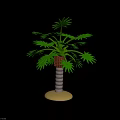 Fresh Heart of Palm Vegetable From Tropical Palm Tree Healthy Food Ingredient