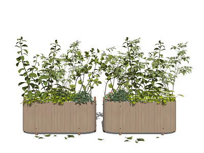 Two Bonsai Potted Plants In Wooden Planters With Lush Green Foliage 3d model