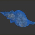 conch bone snail snail field snail shellfish marine animal fish freshwater fish marine fish animal 3d model