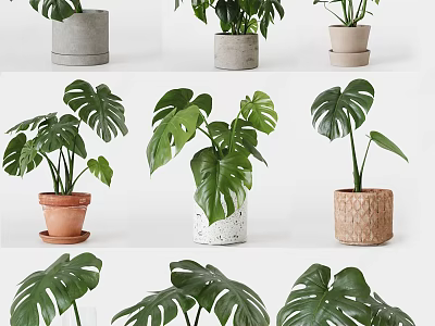 Different Potted Plants In Various Material Planters With Large Green Leaves For Indoor Decoration 3d model