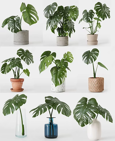 Different Potted Plants In Various Material Planters With Large Green Leaves For Indoor Decoration 3d model