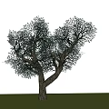 Deciduous Tree On Green Grass With Brown Trunk Branches Blue Sky White Clouds