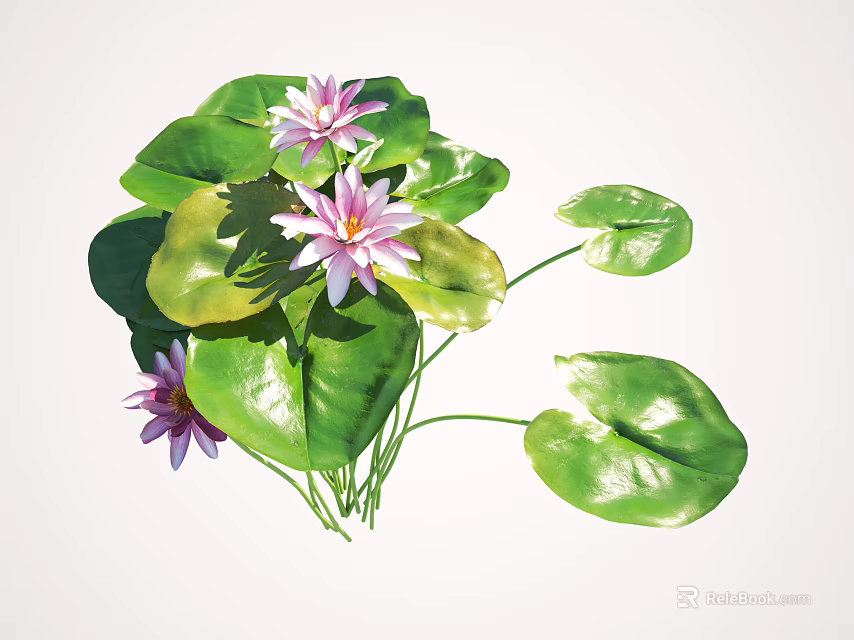 Vibrant Water Lilies With Pink Purple Flowers And Fresh Green Leaves 3d model 