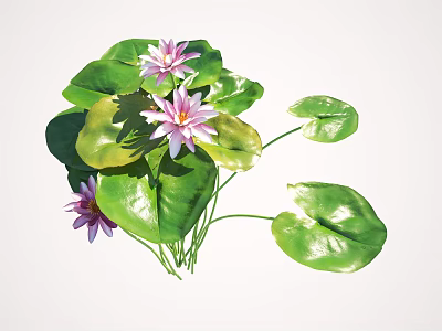 Vibrant Water Lilies With Pink Purple Flowers And Fresh Green Leaves 3d model