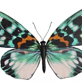Mountain longan firefly moth butterfly biological insect 3d model