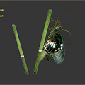 Green Winged Butterfly Perched On Two Green Straws Against Dark Background