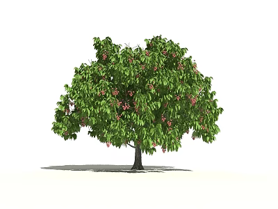 Lush Green Tree With Pink Flowers And Full Foliage In Bloom 3d model