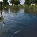 Red and gray fish swimming in pond with reeds trees and rippling water