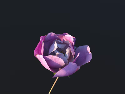 Beautiful Purple Flower with Layered Petals and Green Stem on Black Background 3d model
