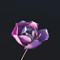 Beautiful Purple Flower with Layered Petals and Green Stem on Black Background