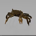 Brown Crab With Detailed Shell And Large Claws Isolated On Gray Background 3d model