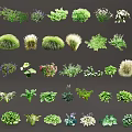 Various Types of Flowers and Plants with Green Foliage and Colorful Blooms