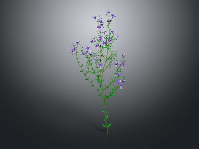 Tall Green Plant With Fresh Purple Small Flowers On Gray Background 3d model