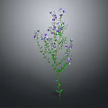 Tall Green Plant With Fresh Purple Small Flowers On Gray Background