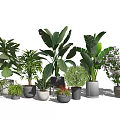Various Indoor Potted Plants With Different Leafy Foliage And Ceramic Pots 3d model