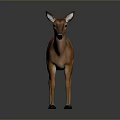 Realistic Brown Deer 3D Model With Smooth Fur Standing On Gray Background