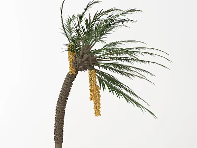 Lush Palm Tree With Green Fronds Brown Trunk And Yellow Fruit Clusters 3d model