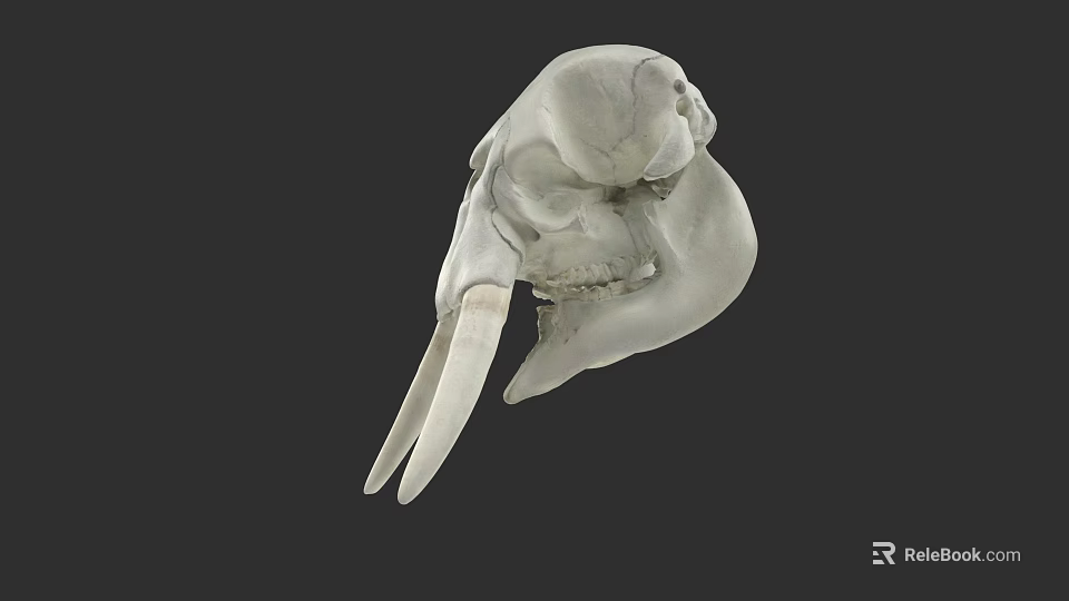 White Animal Skull With Large Curved Tusks And Bone Structure On Dark Background 3d model 
