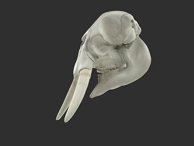 White Animal Skull With Large Curved Tusks And Bone Structure On Dark Background 3d model