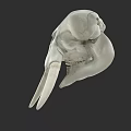 White Animal Skull With Large Curved Tusks And Bone Structure On Dark Background