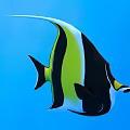 Vibrant Tropical Fish With Black Green White Stripes And Long Tail In Blue Underwater Background